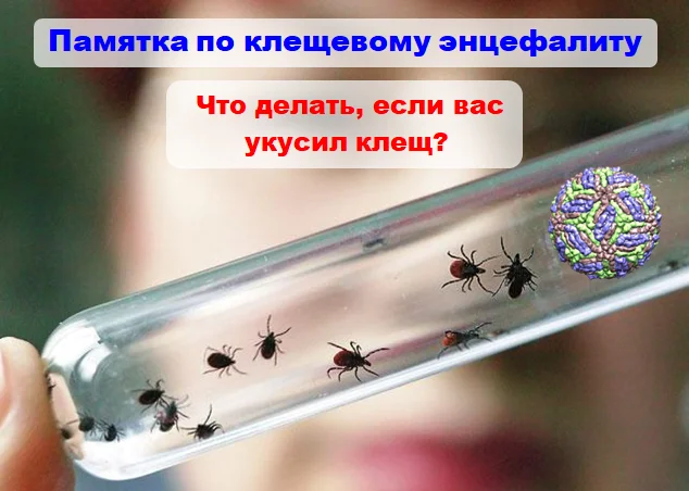 Что делать, если вас укусил клещ?