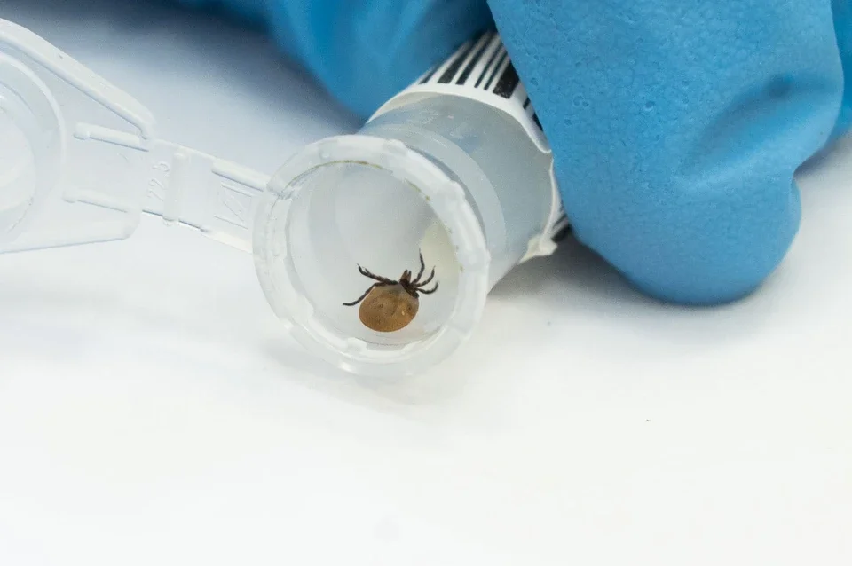 Информация для населения о проведении лабораторных исследований клещей в 2024 году