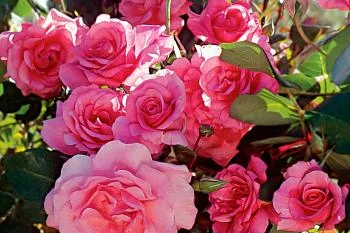 Министр здравоохранения региона Александр Кравченко поздравил коллег с Международным днем медицинской сестры